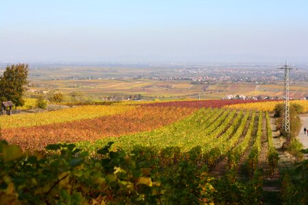 Rhine valley palatinate forest rebstock