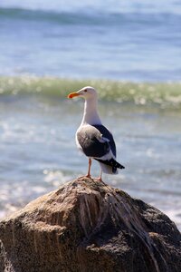 Rock sea seagull photo