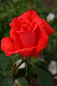 Rose garden beautiful red