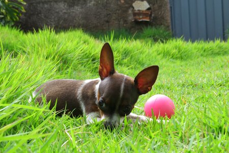 Adorable ball bug