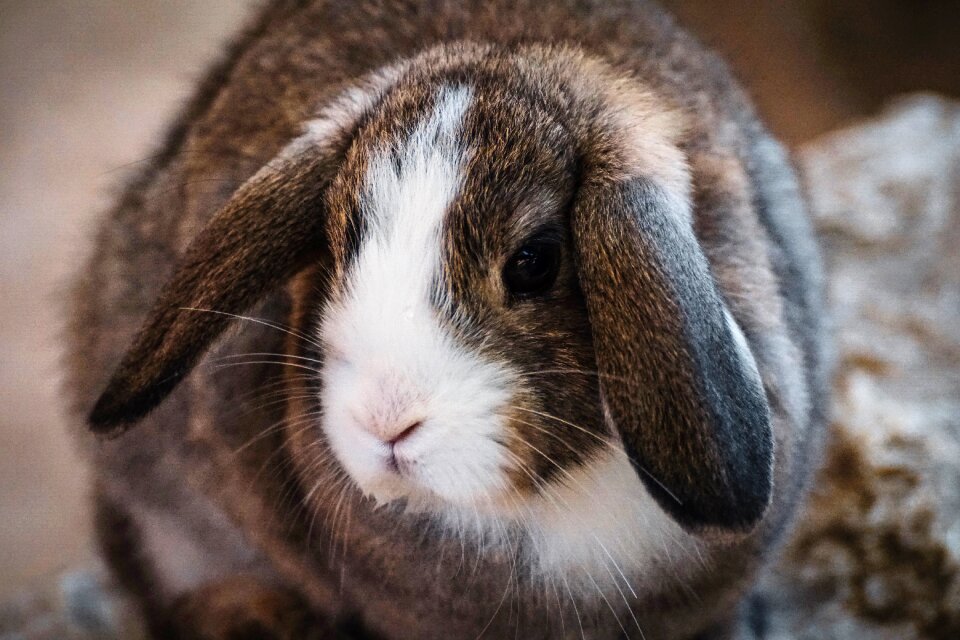 Hare animal animal world