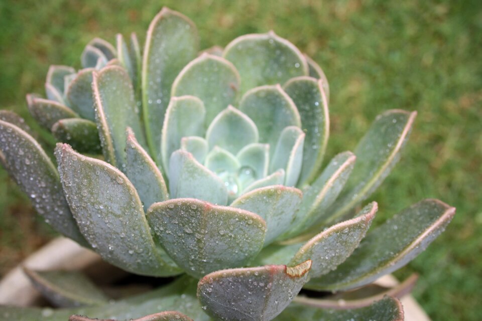 Green natural garden
