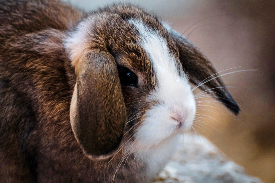 Hare animal animal world