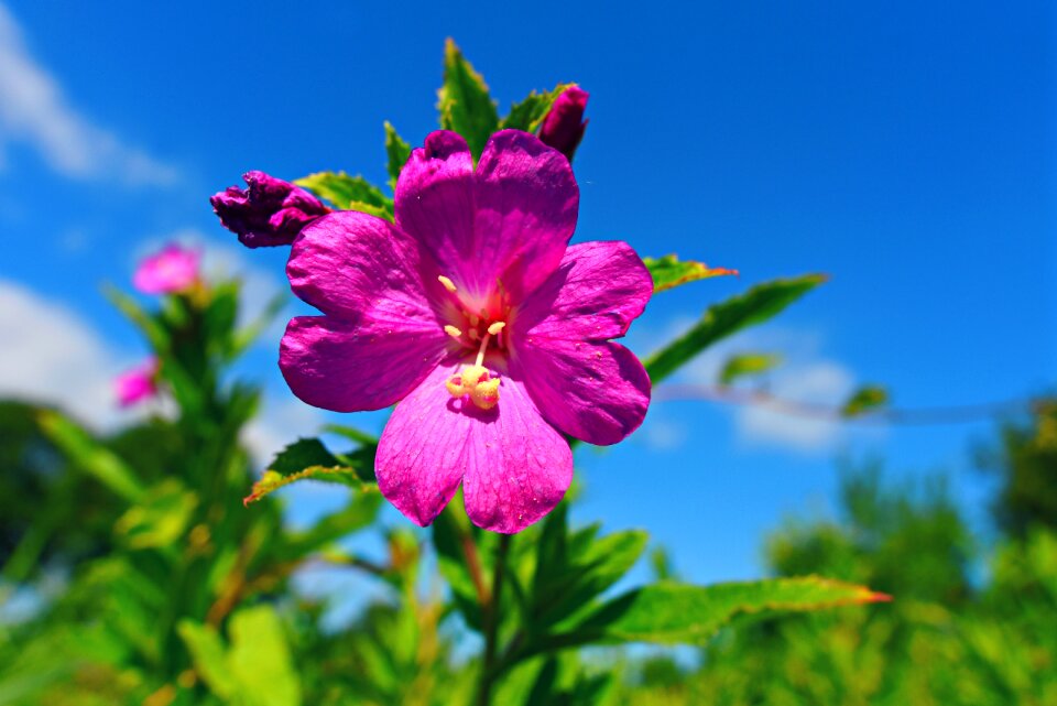 Geranium stamen pistel photo