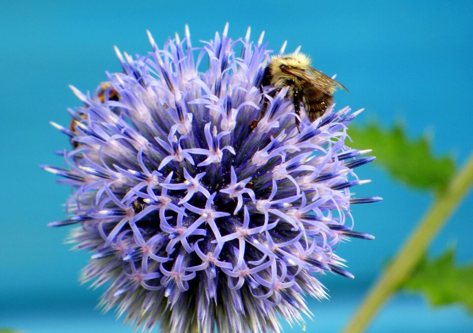 Insects flowers violet