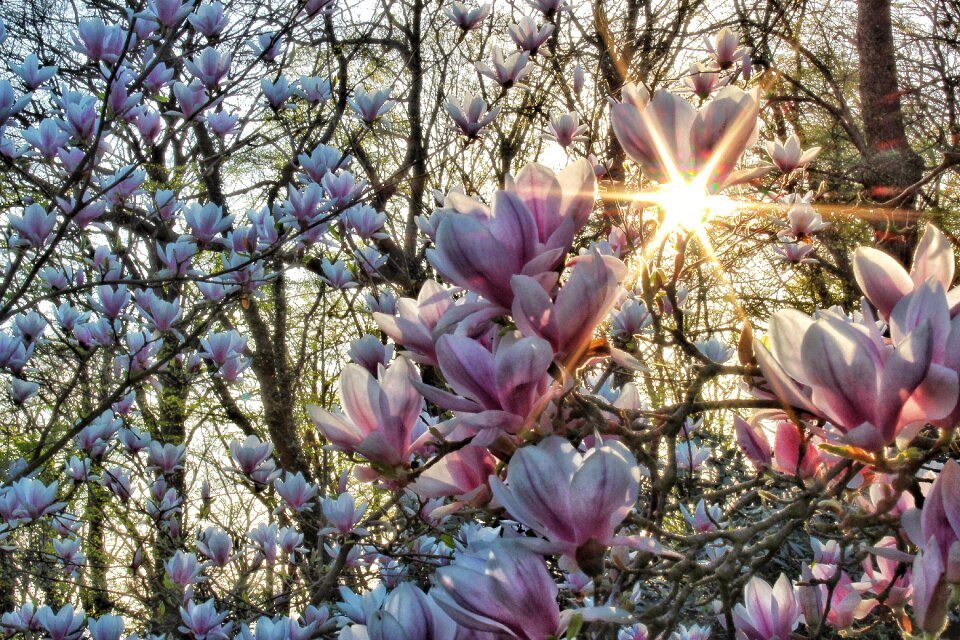 Bright floral spring