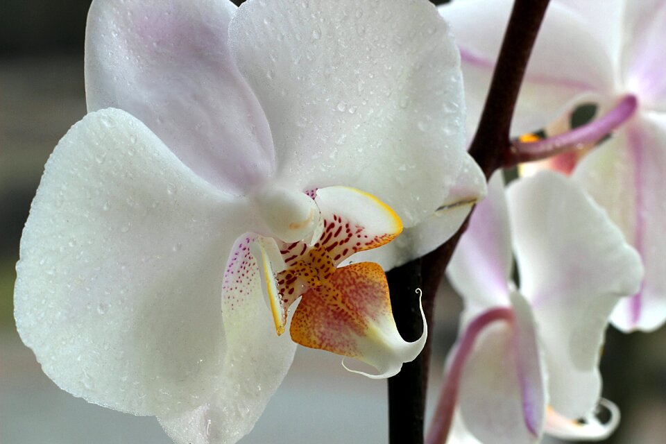 Blossom bloom nature
