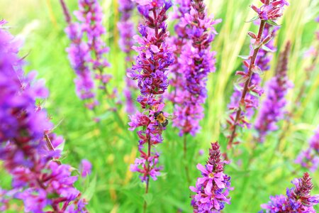 Vegetation lyrthrum salicaria pink photo