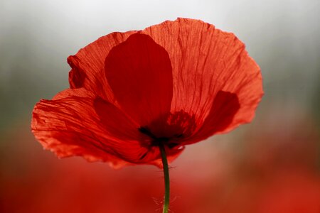 Klatschmohn red poppy nature photo