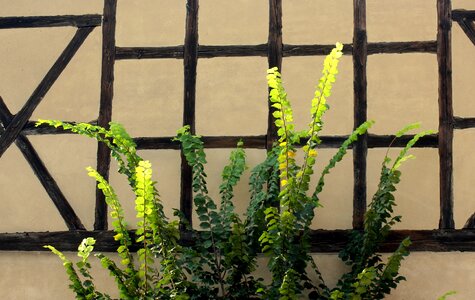 Architecture building plants