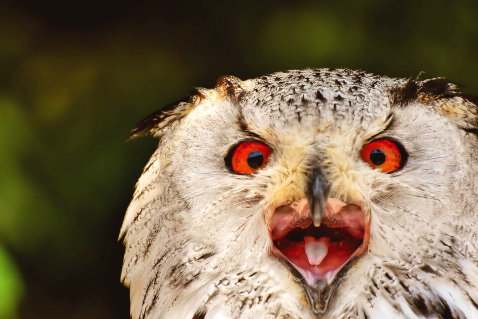 Eagle owl animals wild bird