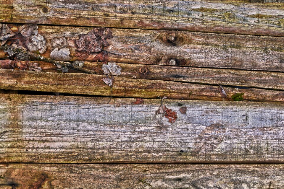 Leaves wood element weathered