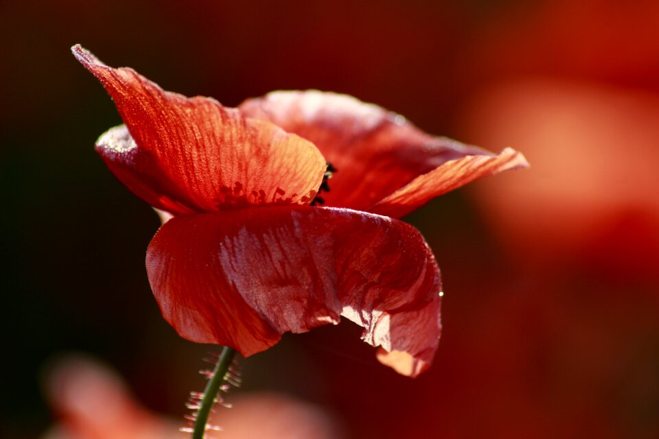 Bloom flower red photo