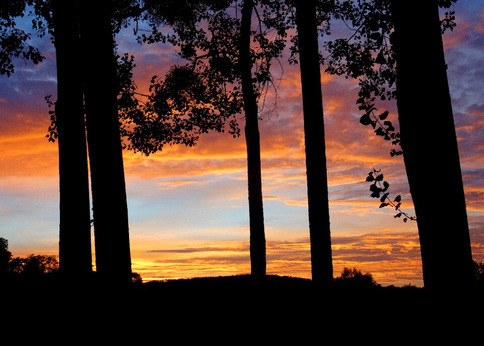 Evening twilight trees