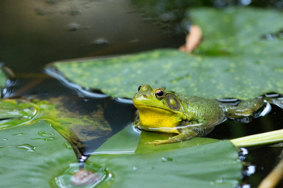Green nature water