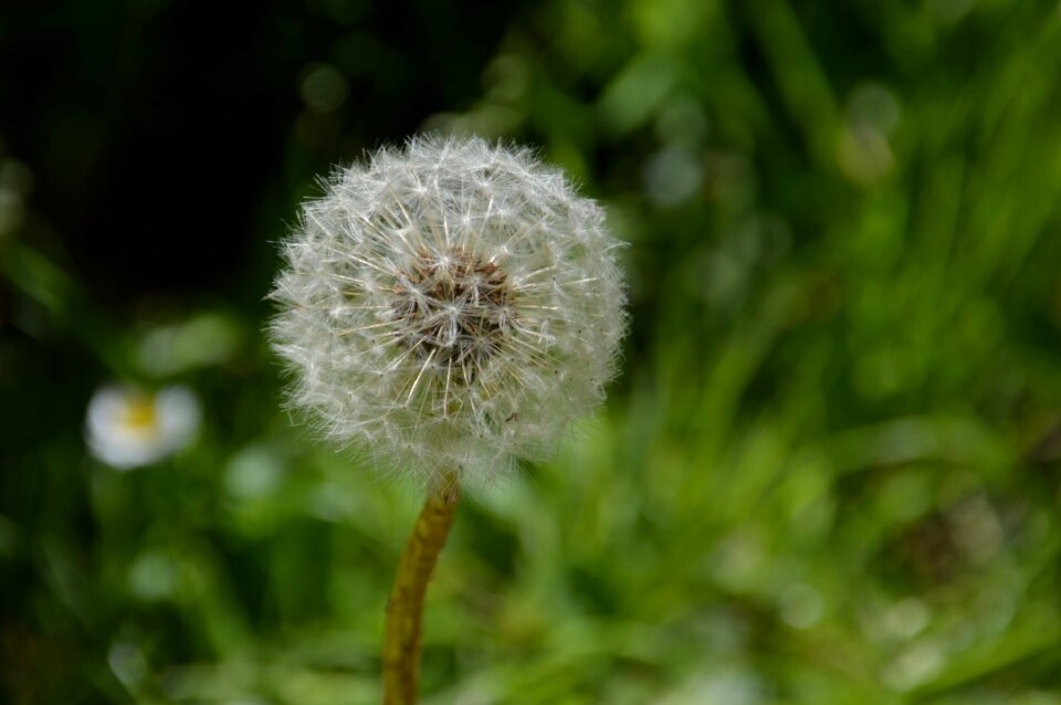Flower nature spring
