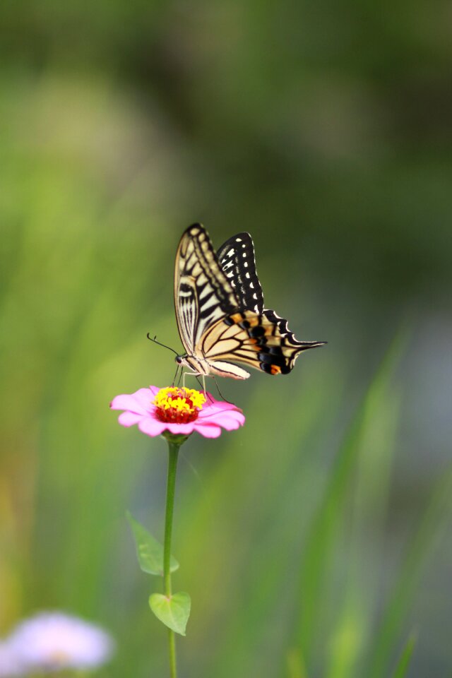 Nature plants wildflower