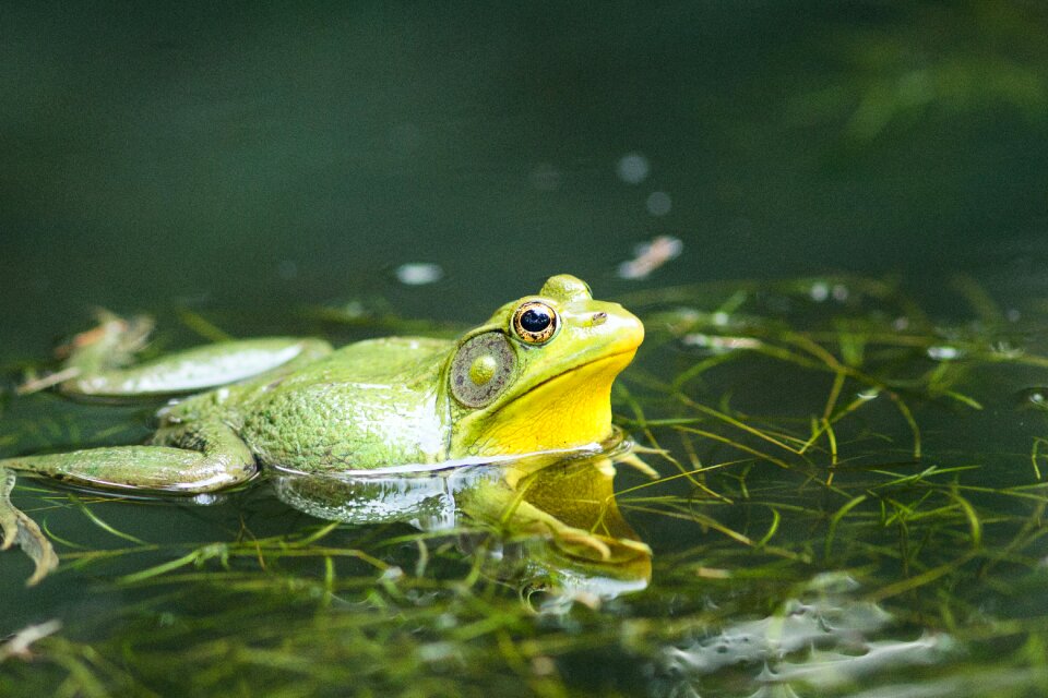Green nature water