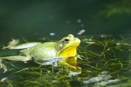 Green nature water