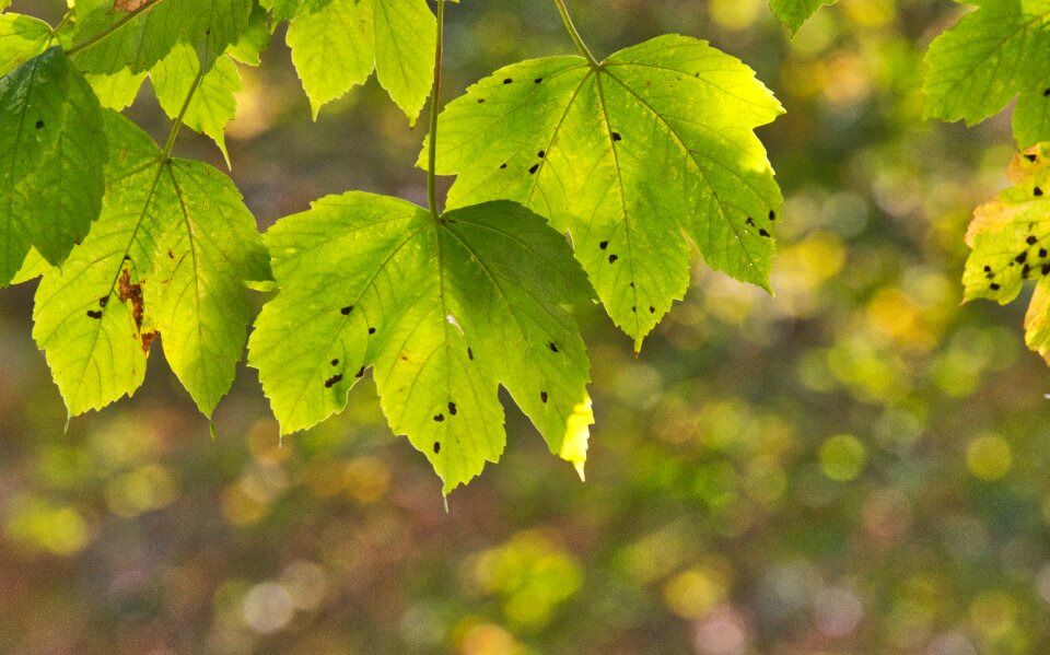 Nature autumn mood