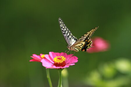 Nature plants wildflower