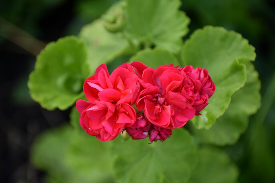 Background leaves flower
