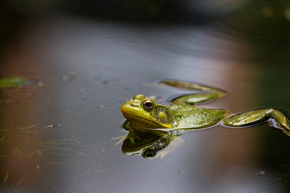 Green nature water