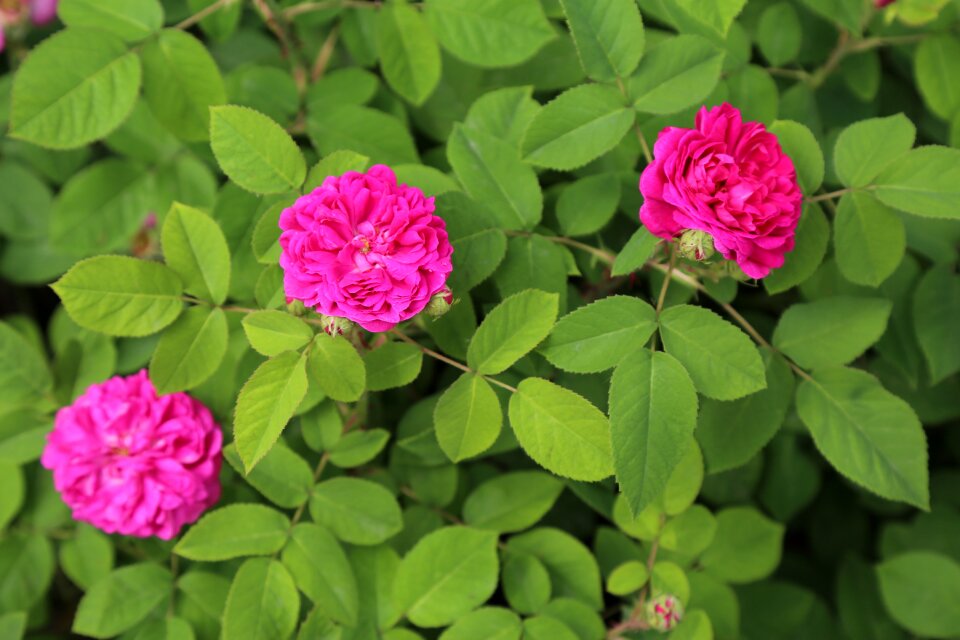 Nature flower leaves