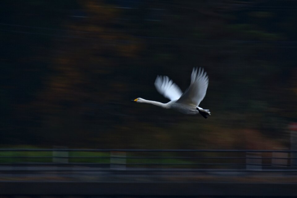 Waterfowl fields swan