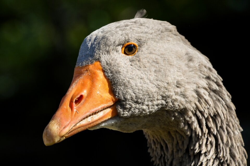 Animal head grey photo