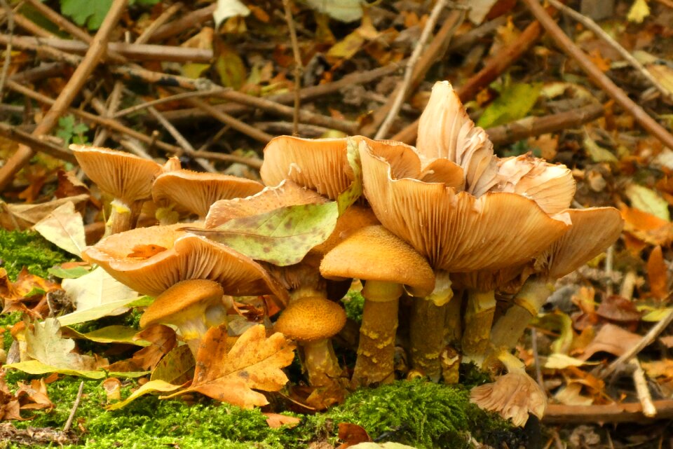 Nature moist forest floor