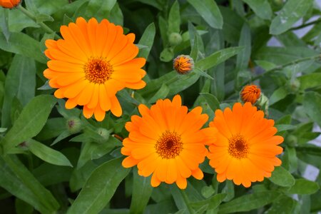 Orange drug plants