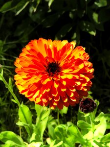 Flower nature plant