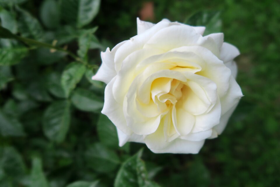 Nature plant flower