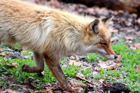 Red fox forest animal wild animal