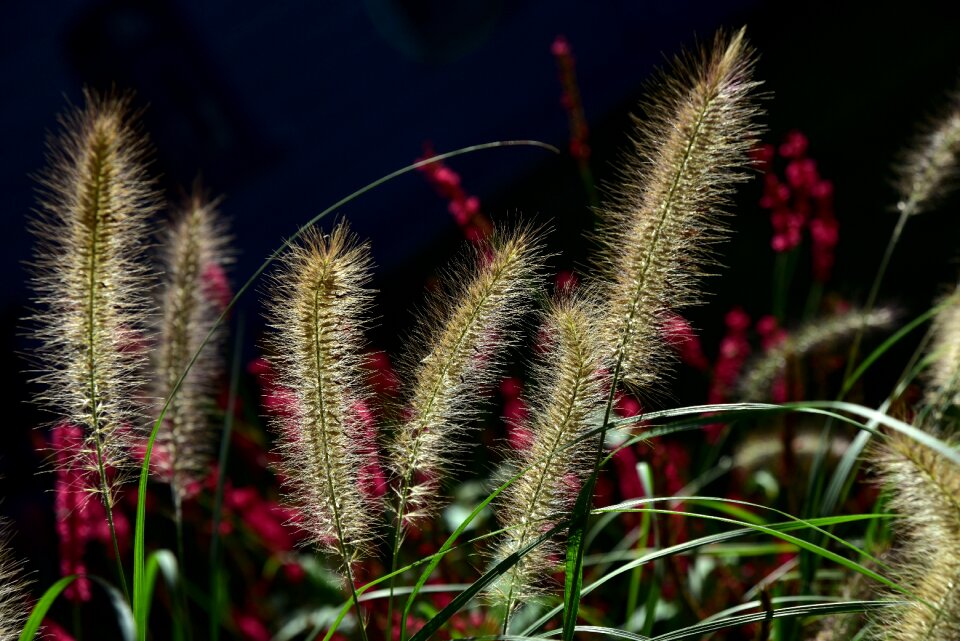 Seeds backlighting autumn