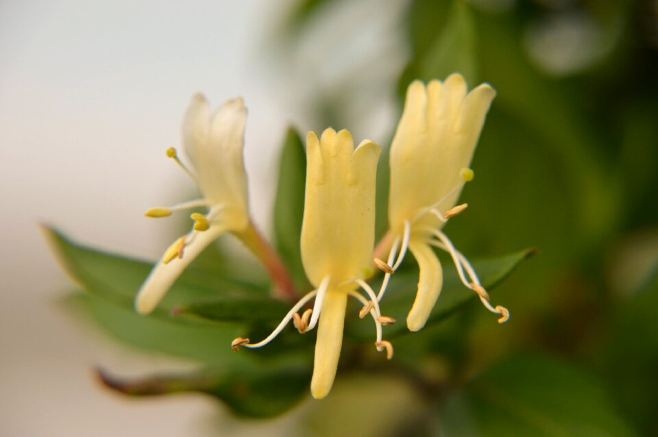 Nature garden petals
