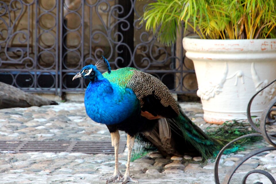 Not man nature feathered race
