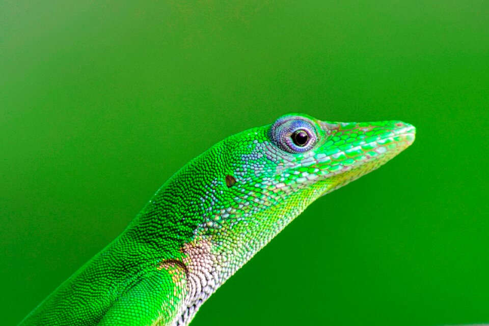 Nature blue reptile
