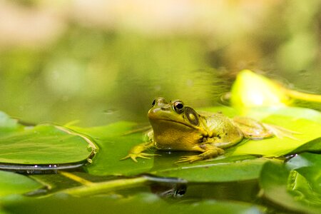 Green nature water