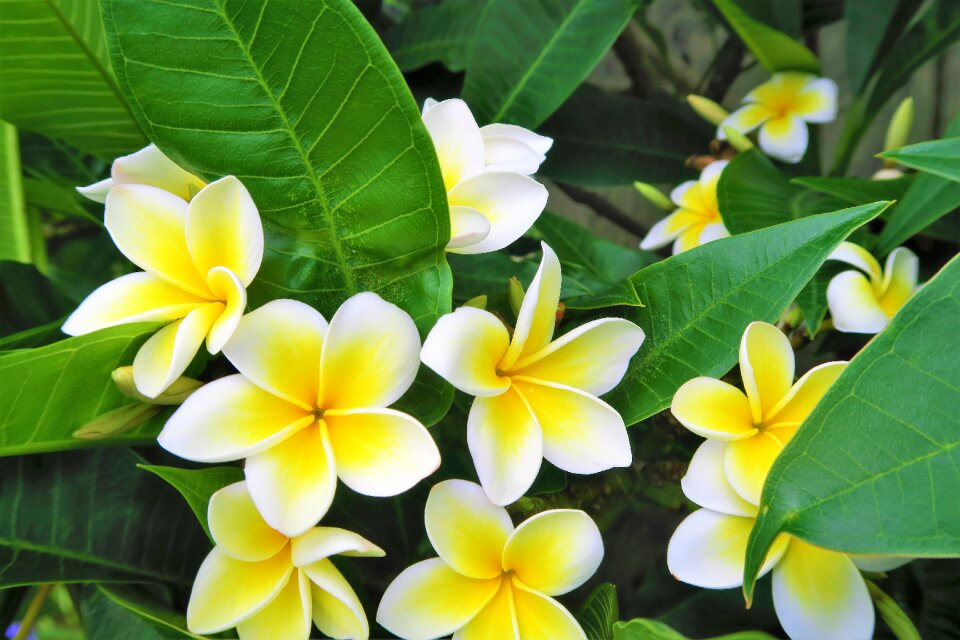 Plant garden white