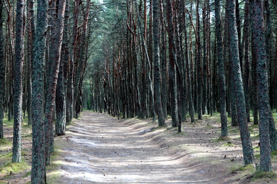 Pine nature trees