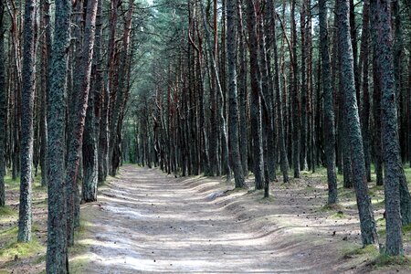 Pine nature trees photo