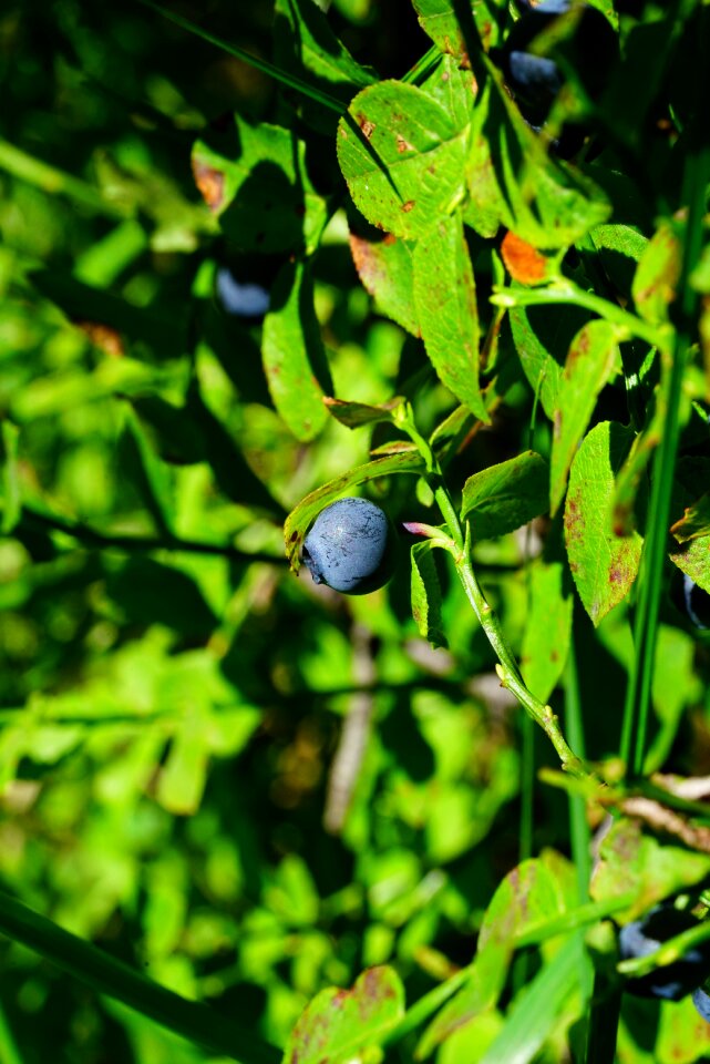 Blue accinium myrtillus besing