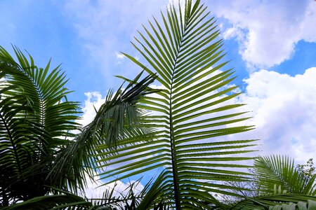 Nature sao paulo sky photo