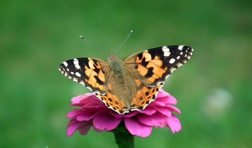 Zinnia nature macro