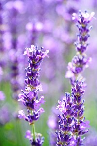 Violet purple scented plant photo