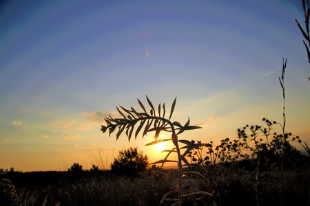 Nature in the evening solar