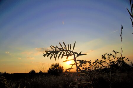 Nature in the evening solar photo