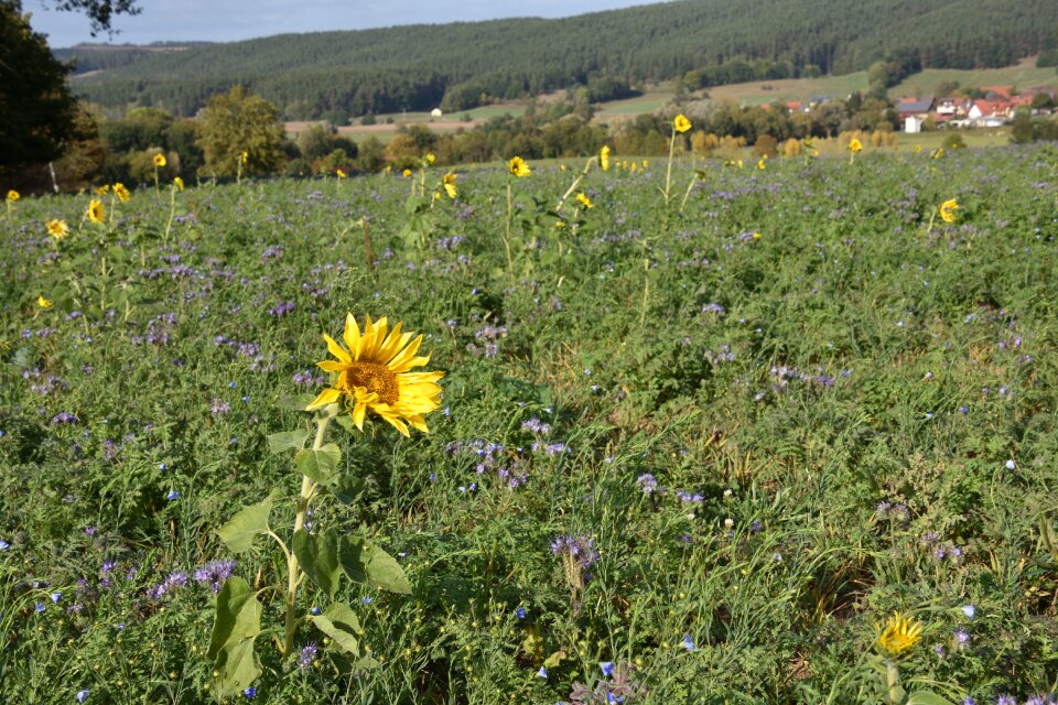 Sunflower field yellow plant